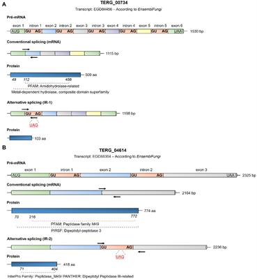 Peptidase Regulation in Trichophyton rubrum Is Mediated by the Synergism Between Alternative Splicing and StuA-Dependent Transcriptional Mechanisms